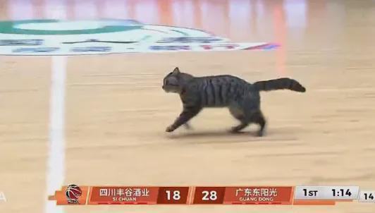 九游娱乐官方网站-5+3！陈国豪暴揍老东家！CBA又一奇葩条款诞生